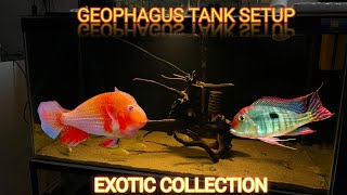 Exotic Geophagus fish tank setup  Abino Heckli Topazos [upl. by Plate]