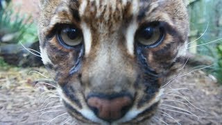 Inquisitive Asian Golden Cat [upl. by Farland311]