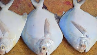 White Pomfret Fish silver pomfret വെള്ള ആവോലി sagar fish world hoodi Bangaloreamp belathur [upl. by Adnala]