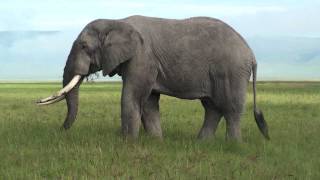 Elephant  Safari Ngorongoro Crater Africa [upl. by Thom404]