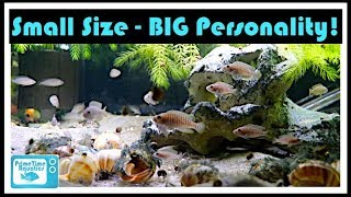 Great Cichlids for Small Aquariums [upl. by Durwyn]