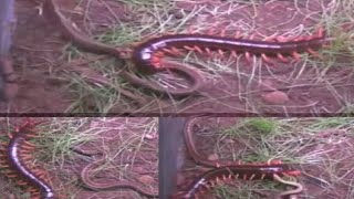 giant centipede vs king Cobra [upl. by Othelia]