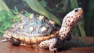 【カメ成長観察4】Diamondback terrapin【Growth record 4】 [upl. by Werna]