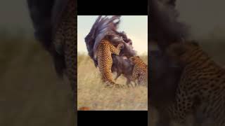 Leopards attacking Ostrich  💀 [upl. by Eivla56]