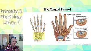 AampP 1 PHYL 141  Peripheral Nervous System  Brachial Plexus Injury amp Carpal Tunnel Syndrome [upl. by Lienhard]