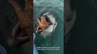 facts about fish and zoo and hipo and dolphin facts animal  shorts animallover viralshorts [upl. by Venator]