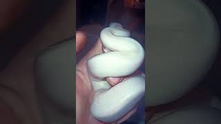 Blue Eyed Leucistic Ball Python [upl. by Raji]