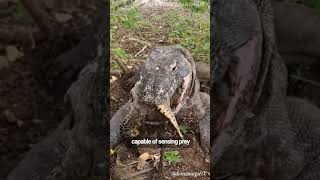 Komodo Dragons  The Biggest Lizards On Earth [upl. by Corney]