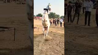 घोड़ी ने किया बहुत ही शानदार डांस 🐴rajasthan rajasthanmusic marwadi horse youtubeshorts dance [upl. by Sanders]