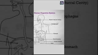 How to draw digestiveSYSTEM diagram in easy steps 10th Biology Shorts [upl. by Akcira]