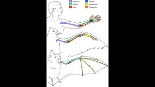 Erregungsweiterleitung an der Synapse  Chemische Synapse Neurobiologie Oberstufe [upl. by Amahs736]