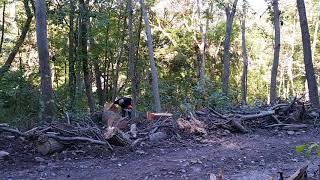 Felling a Big Red Oak Tree and Bucking Two Logs [upl. by Anaitsirc]