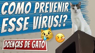 Calicivirose  Sintomas Diagnóstico e Prevenção  Doenças de Gato [upl. by Ekenna668]