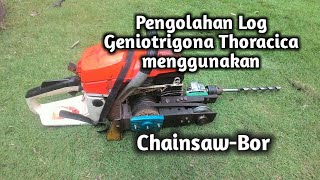 Pengolahan log Geniotrigona Thoracica menggunakan ChainsawBor [upl. by Ianteen]