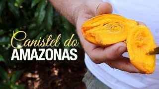 O raro Canistel do Amazonas  Fruta nativa [upl. by Dohsar261]