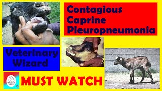 Contagious Caprine Pleuropneumonia CCPP II Etiology I Symptoms I Treatment I Prevention amp Control [upl. by Highams]