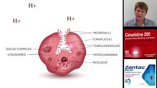 Cimetidine ranitidine Zantac and other histamine 2 blocking antacids [upl. by Laurentium]