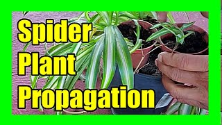 How To Propagate Spider Plant In Water and Soil Spider Plant Propagation From Babies [upl. by Farrish290]