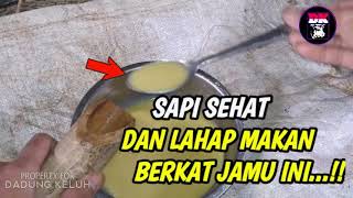 DK  Ternyata ini Resep jamu sapi sederhana supaya sehat dan lahap makan [upl. by Rutra]