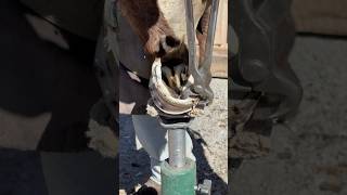 Trimming horse hoof asmr horseshoe satisfying oddlysatisfying horseshoeing hoof farrier [upl. by Htiffirg]