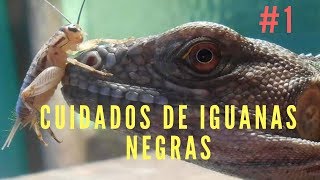 CUIDADOS DE IGUANA NEGRA Ctenosaura Pectinata [upl. by Alemak]