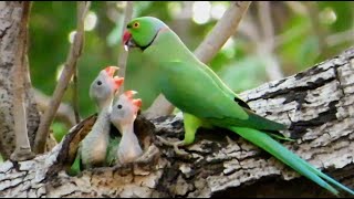 A Parrot Feeding Its Two Little Babies  Baby Parrots  Parrot Nest [upl. by Affer]