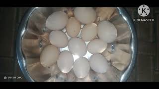 sngfarms abraas punjuki sabhandhimchina 🥚🥚🥚🥚🥚 eggs sale parpas phone 9154686374 [upl. by Nuahc]