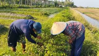 ngoret rumput di ladang bersama Bu tani dan pa tani [upl. by Fanchon]