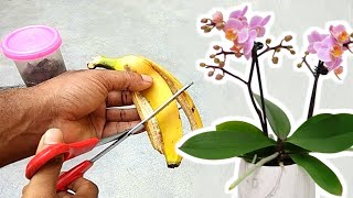 La peau de banane est le meilleur engrais naturel pour vos orchidées [upl. by Siroved]