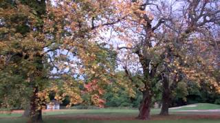 Autumn Greenkeeper Golf Course Murrayshall Scone Perth Perthshire Scotland [upl. by Ardnassac888]