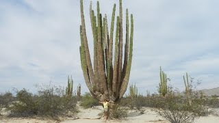 San Felipe Baja California [upl. by Coltin384]