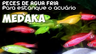 MEDAKA  Peces de agua fría [upl. by Behka]