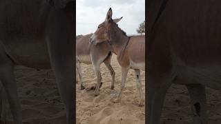 DONKEYS very happy animalvideos youtubeshorts [upl. by Howarth851]