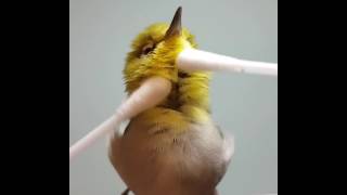 Bird gets massaged with q tips [upl. by Atnod]