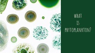 What is Phytoplankton [upl. by Enom]