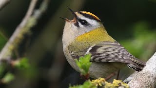 Firecrest Singing  Regulus ignicapilla [upl. by Htaek]