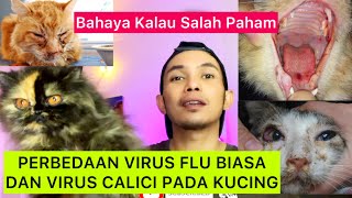 CARA MEMBEDAKAN FLU BIASA DAN VIRUS CALICI PADA KUCING  Perbedaan Flu biasa dan Calici Virus Kucing [upl. by Ethben]