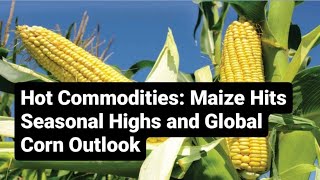 Hot Commodities Maize Hits Seasonal Highs and Global Corn Outlook [upl. by Killoran]