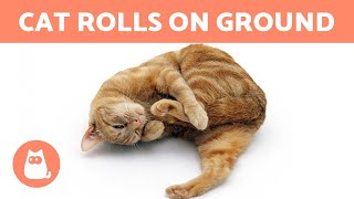 My CAT ROLLS on the GROUND  Why 🐱 10 Causes [upl. by Draw]