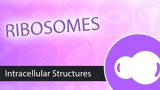 Intracellular Structures Ribosomes [upl. by Arliene]