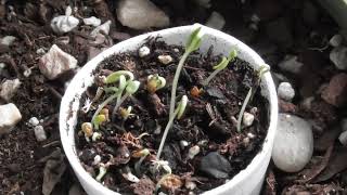 Watch seeds sprout from the dirt [upl. by Air]