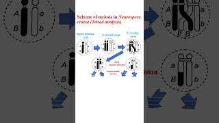 Scheme of meiosis in Neurospora crassa education microbiology cellanalysis genetics [upl. by Yerhpmuh992]