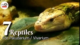 7 Reptiles For Paludarium  Vivarium [upl. by Nerta]