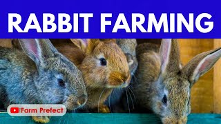 Starting a Rabbit Farm in Ghana 2024 [upl. by Llecrup]