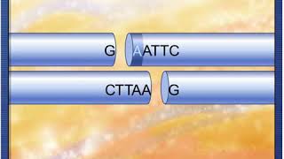 McG H  Restriction Endonucleases [upl. by Screens]