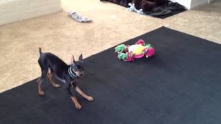 Minpin Barking [upl. by Bierman]