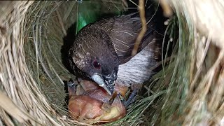 Mother Bird Stores A Lot Of Food When Returning To The Nest  Feed 3 Baby Birds [upl. by Rigdon]