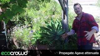 How to Propagate Agave attenuata [upl. by Alleinnad]