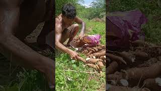 Harvesting cassava part 410 shorts farming cassava nature cassavaroots cassavafarming [upl. by Cacie]