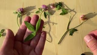 Rödklöver Trifolium pratense vs skogsklöver Trifolium medium vs alsikeklöver Trifolium hybridum [upl. by Haibot]